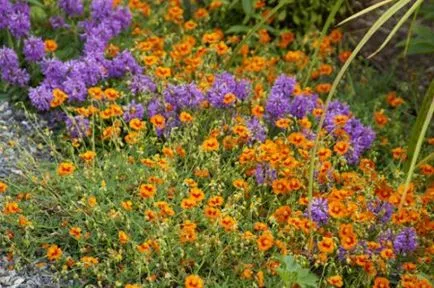 plantare de floarea-soarelui și de îngrijire de plante