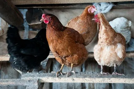 Câte ouă de găină găină ouătoare are o lună, zi și an în casă și cum să crească (găină ouătoare) Câte ouă de găină găină ouătoare are o lună, zi și an în casă și cum să crească