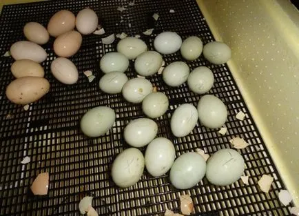 Conținutul sfatului pui și găini de îngrijire la domiciliu pentru agricultori (de ingrijire) Conținutul sfatului pui și găini de îngrijire la domiciliu pentru agricultori