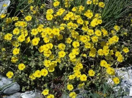 plantare de floarea-soarelui și de îngrijire de plante