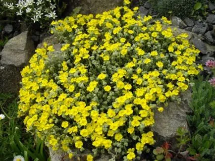 plantare de floarea-soarelui și de îngrijire de plante