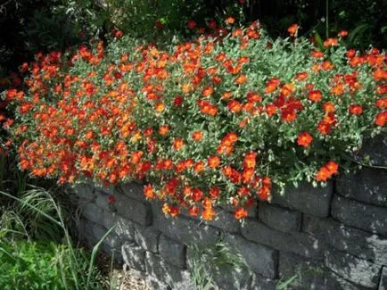 plantare de floarea-soarelui și de îngrijire de plante