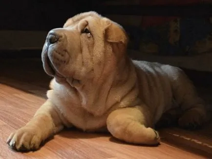 Sharpay, Enciclopedia de caini