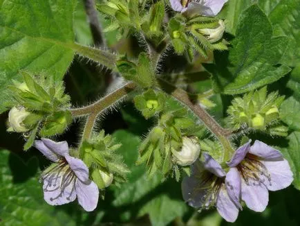 Întelegatoare convietuire Phacelia cum să planteze și când să semene