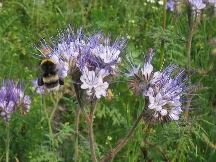 Întelegatoare convietuire Phacelia cum să planteze și când să planteze