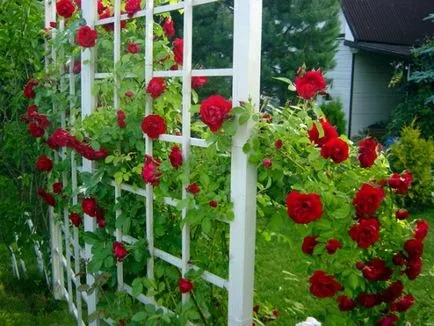 Trellis pentru plante cățărătoare