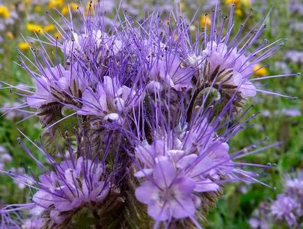 Întelegatoare convietuire Phacelia cum să planteze și când să planteze