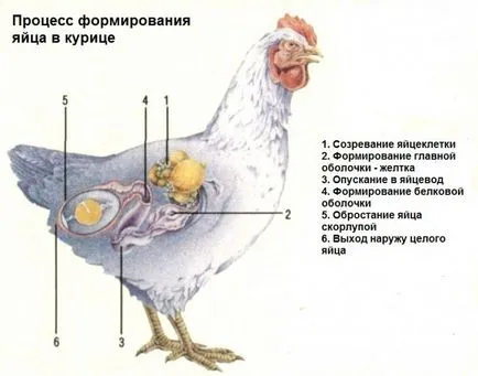 Câte ouă de găină găină ouătoare poartă o lună - pentru detalii! (Pui) Câte ouă de găină găină ouătoare poartă o lună - pentru detalii!