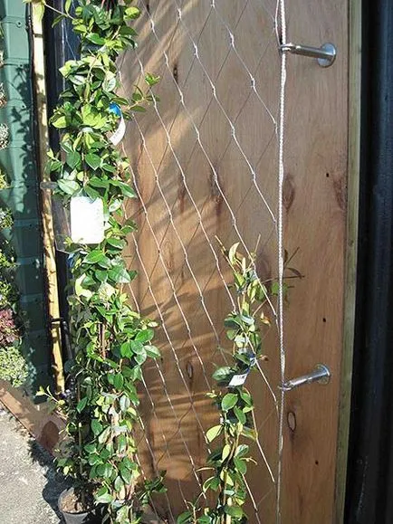 Leasă pentru plante agățătoare cu propriile lor mâini