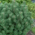 Crearea frontiere pentru paturi de flori cu propriile lor mâini - o fotografie și exemple video, (cum să facă o frontieră pentru flowerbeds cu propriile lor mâini) Crearea frontiere pentru paturi de flori cu propriile lor mâini - o fotografie și video exemple