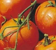 Soiuri de tomate cu fotografii și descriere - cele mai bune soiuri, cum ar fi gradina randament dvs.