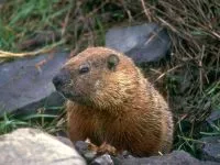 Groundhogs, marmote, tipuri de mediu marmota habitat, hibernare, lungime, greutate corporală, greutate, stil de viață (Groundhog) Groundhogs, marmotă, tipuri de mediu marmota habitat, hibernare, lungimea corpului, greutate, greutate, stil de viață