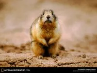 Groundhogs, marmotă, tipuri de mediu marmota habitat, hibernare, lungimea corpului, greutate, greutate, stil de viață (modul) Groundhogs, marmotă, tipuri de mediu marmota habitat, hibernare, lungimea corpului, greutate, greutate, stil de viață
