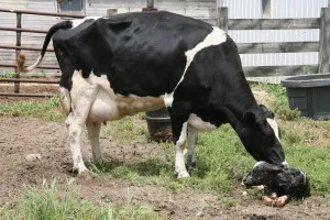 Imperechere vaci cu tauri de foto și video de revizuire a 1 (împerechere) Imperechere vaci cu tauri foto și video de revizuire a 1