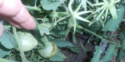 Criterii de soiuri de tomate și reguli de selecție