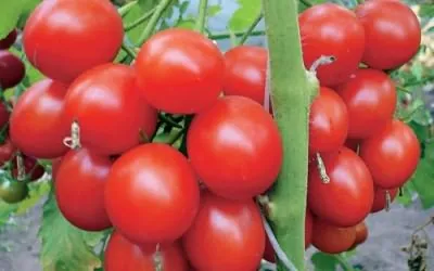 Numele Grad gradina de tomate cresc! (Titlu) Numele Grad gradina de tomate cresc!