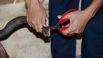 Vis Interpretarea cap retezat într-un vis ce visează cap retezat