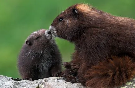 Marmote - cele mai mari traverse din lumea animalelor (mari) Marmote - cele mai mari traverse din lumea animala