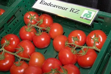 Numele Grad gradina de tomate cresc! (tomate) cu efect de seră Cv Numele Grad gradina de tomate cresc!