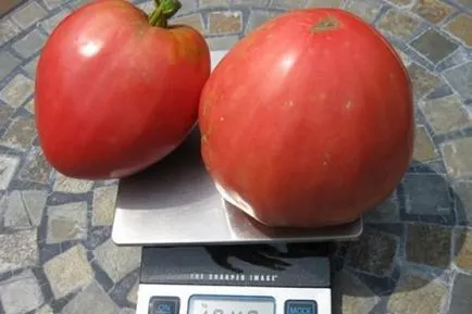 Numele Grad gradina de tomate cresc! (Grad) Numele Grad gradina de tomate cresc!