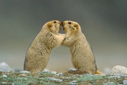 Marmote - cele mai mari traverse din lumea animală (lume) Marmote - cele mai mari traverse din lumea animala