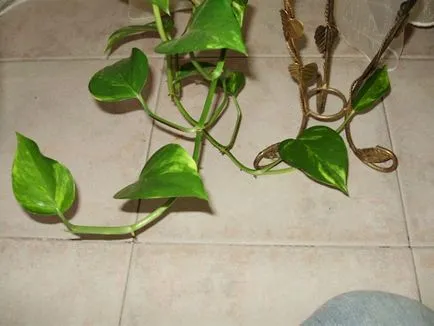 de îngrijire la domiciliu Epipremnum, foto (îngrijire) de îngrijire la domiciliu, Epipremnum fotografii