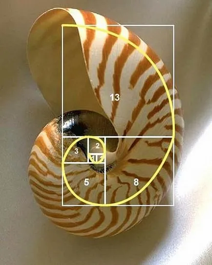 Fibonacci spirală