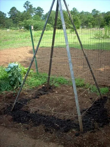 fasole verde - cum să planteze fasole verde - cultivarea și îngrijirea