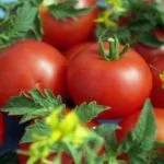 Tomato compactor comentarii Gribovsky, fotografii soiuri, caracteristici