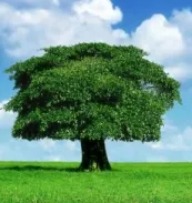 Teoria Y-albastru cinci elemente de Feng Shui (y-Hsin) Teoria Y-albastru cinci elemente de Feng Shui