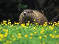 Groundhogs, marmote, tipuri de mediu marmota habitat, hibernare, lungime, greutate corporală, greutate, stil de viață (Groundhog) Groundhogs, marmotă, tipuri de mediu marmota habitat, hibernare, lungimea corpului, greutate, greutate, stil de viață