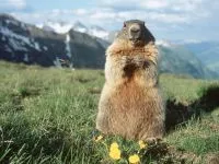 Groundhogs, marmote, tipuri de mediu marmota habitat, hibernare, lungime, greutate corporală, greutate, stil de viață (Groundhog) Groundhogs, marmotă, tipuri de mediu marmota habitat, hibernare, lungimea corpului, greutate, greutate, stil de viață