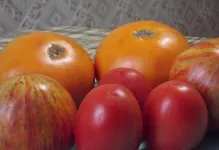 descriere și o fotografie de tomate Rio Grande tomate și soiuri, comentarii originale