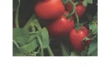 descriere și o fotografie de tomate Rio Grande tomate și soiuri, comentarii originale