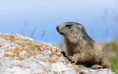 Groundhogs, marmote, tipuri de mediu marmota habitat, hibernare, lungime, greutate corporală, greutate, stil de viață (Groundhog) Groundhogs, marmotă, tipuri de mediu marmota habitat, hibernare, lungimea corpului, greutate, greutate, stil de viață