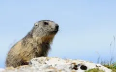 Groundhogs, marmote, tipuri de mediu marmota habitat, hibernare, lungime, greutate corporală, greutate, stil de viață (marmote) Groundhogs, marmotă, tipuri de mediu marmota habitat, hibernare, lungimea corpului, greutate, greutate, stil de viață