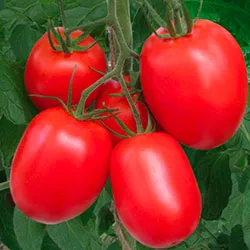 Tomate Descrierea Rio Grande și caracteristicile soiului, fotografie recenzii grădinari - eteplitsa (soi) Tomate Descrierea Rio Grande și caracteristicile soiului, fotografie recenzii grădinari - eteplitsa