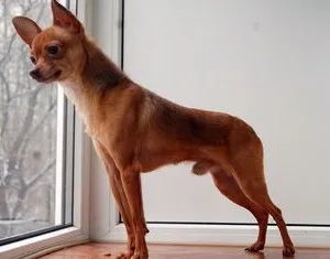 Top lista de 10 câini mai mici, este rase foarte mici, cu fotografii și descrieri (Top 10 cele mai bune câini de talie mică) Top lista de 10 câini mai mici, este rase foarte mici, cu fotografii și descrieri