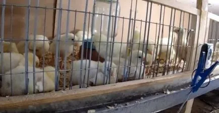 Tehnologia de pui de carne în creștere la domiciliu (păsări) Tehnologia de pui de carne în creștere la domiciliu
