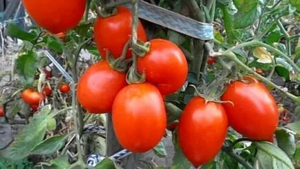 Tomate „Rio Grand“ descriere si caracterizare, de reproducere, fotografii