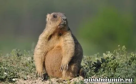 marmota animale