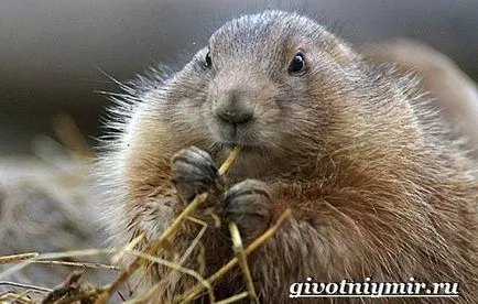 marmota animale