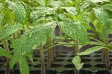 Tomate „Rio Grand“ descriere si caracterizare, de reproducere, fotografii