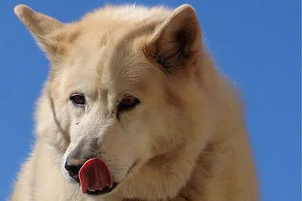 Top 10 câini mai vicioase (câini) Top 10 câini cele mai vicioase