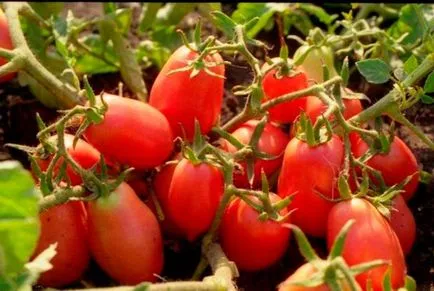 Tomate Descrierea Rio Grande și caracteristicile soiului, fotografie recenzii grădinari - eteplitsa (descriere) Tomate Descrierea Rio Grande și caracteristicile soiului, fotografie recenzii grădinari - eteplitsa
