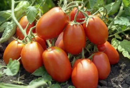 Tomate Rio Grande (55 poze) descrierea soiului de tomate, reale (fotografii) Tomate Rio Grande (55 poze) descrierea soiului de tomate, comentarii