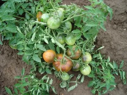 Tomato compactor comentarii Gribovsky, fotografii soiuri, caracteristici