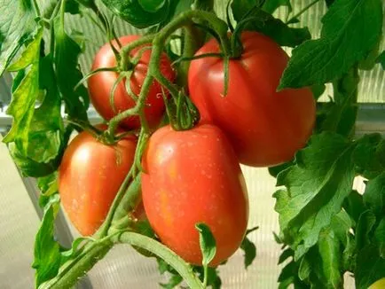 Tomate Descrierea Rio Grande și caracteristicile soiului, fotografie recenzii grădinari - eteplitsa (tomate) Tomate Descrierea Rio Grande și caracteristicile soiului, fotografie recenzii grădinari - eteplitsa