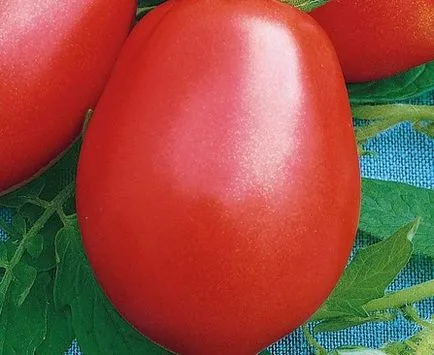 descriere și o fotografie de tomate Rio Grande tomate și soiuri, comentarii originale