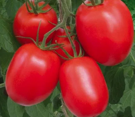 descriere și o fotografie de tomate Rio Grande tomate și soiuri, comentarii originale
